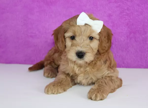 Mini Goldendoodle - Miffy