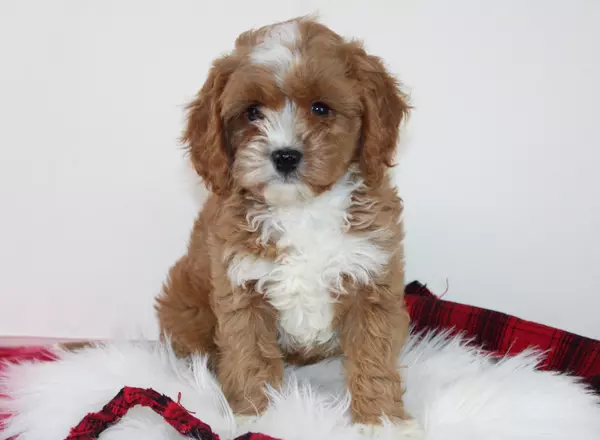 Cavapoo - Kyson