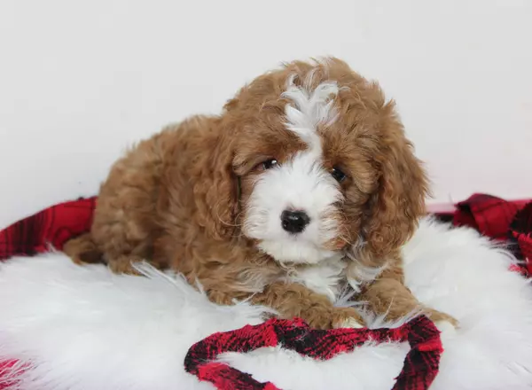 Cavapoo - Bosco