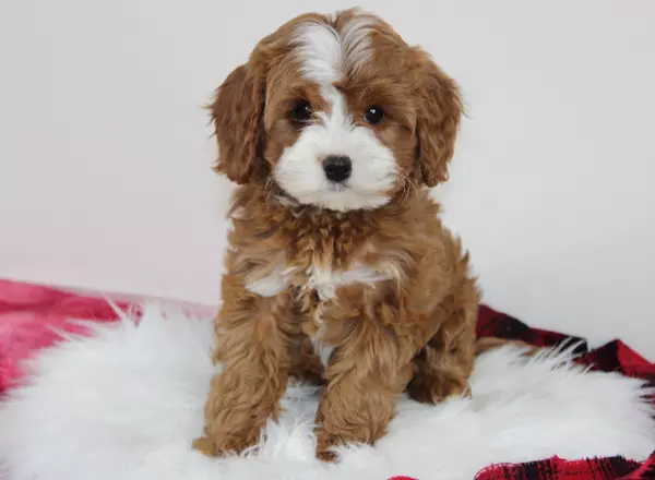 Cavapoo - Jaide