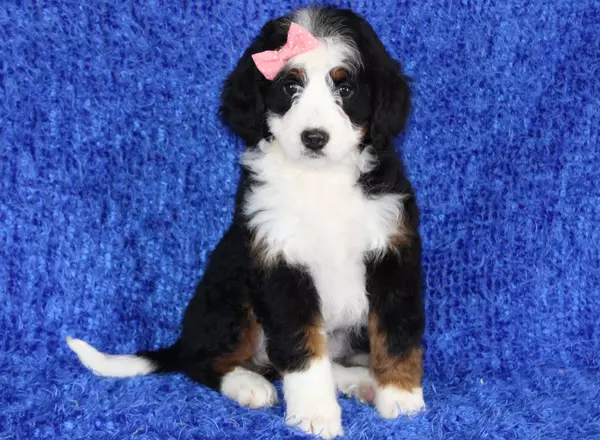 Mini Bernedoodle - Lyra