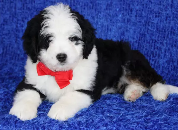 Mini Bernedoodle - Cruze