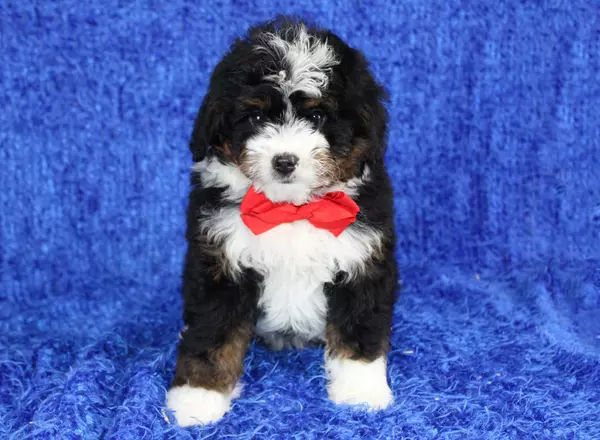 Mini Bernedoodle - Sunny
