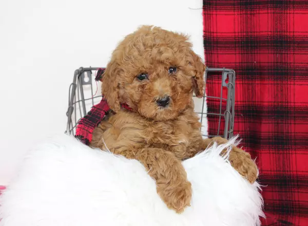 Mini Labradoodle - Emeri