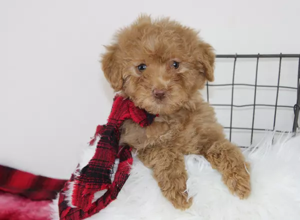 Mini Labradoodle - Lillian