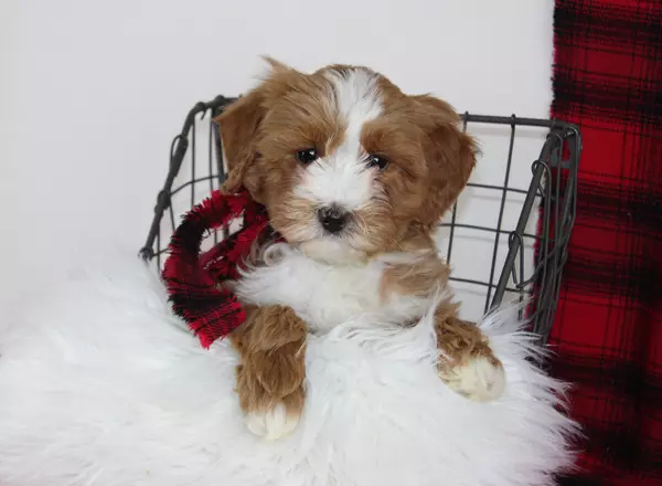 Mini Labradoodle - Loxley