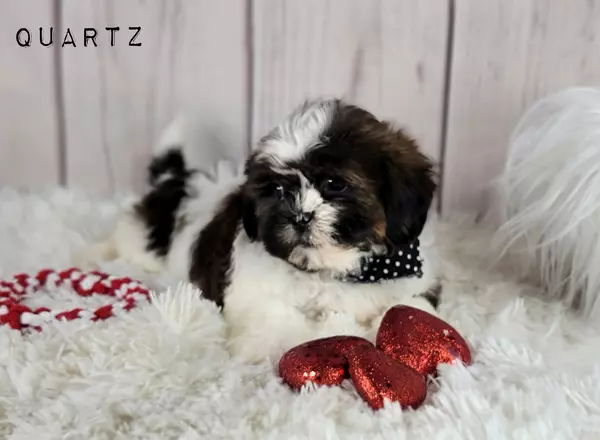 Shih Tzu - Quartz