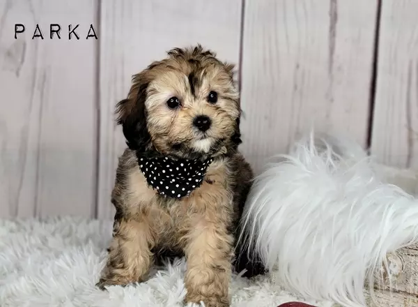 Cavapoo - Parka