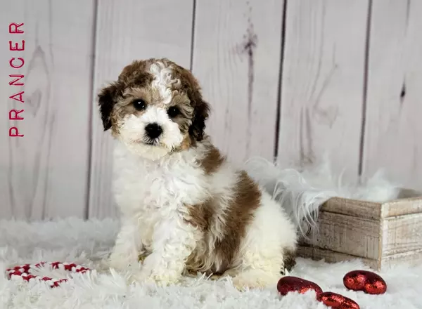 Cavapoo - PRANCER