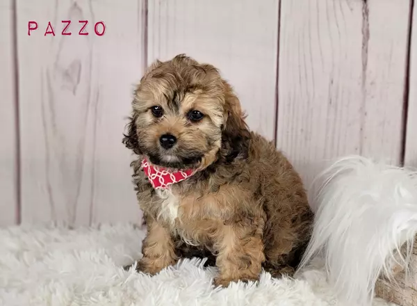 Cavapoo - PAZZO