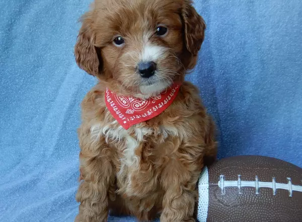 Mini Goldendoodle - Toby