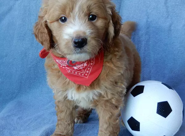 Mini Goldendoodle - Joey