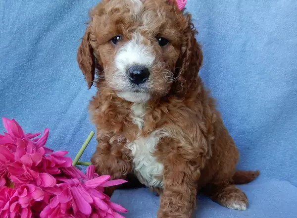 Mini Goldendoodle - Mindy