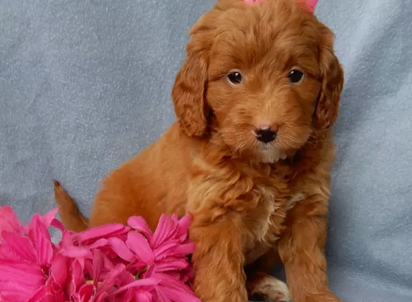 Mini Goldendoodle - Missy