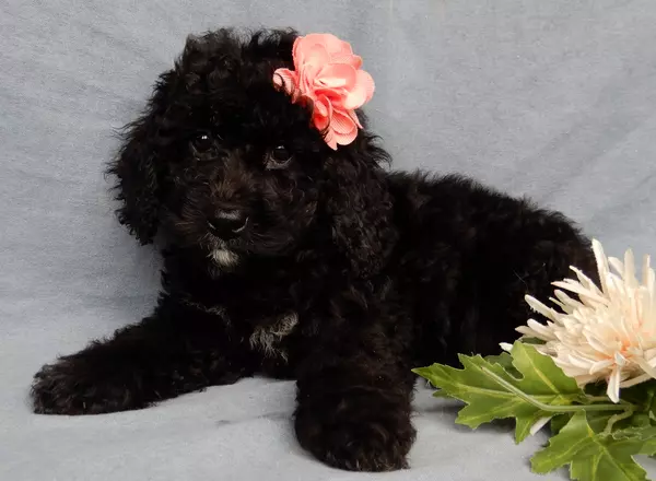 Mini Aussiedoodle - Brandi