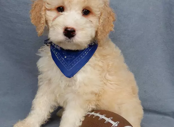 Mini Aussiedoodle - Yogi