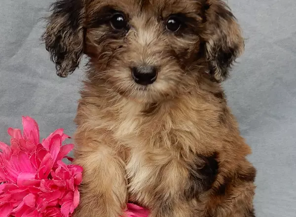 Mini Aussiedoodle - Lucy