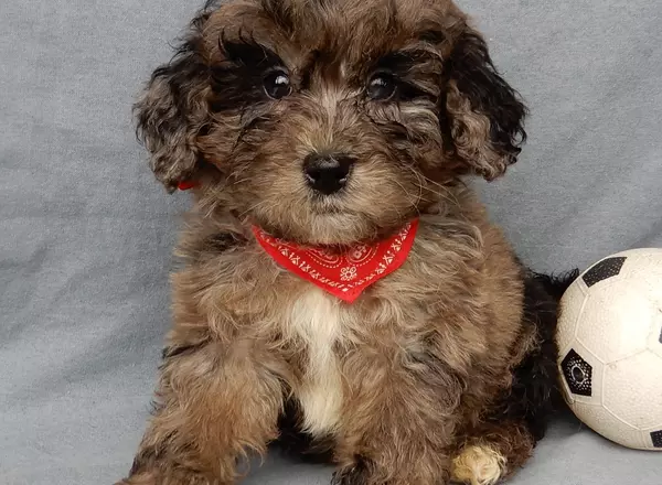 Mini Aussiedoodle - Scout