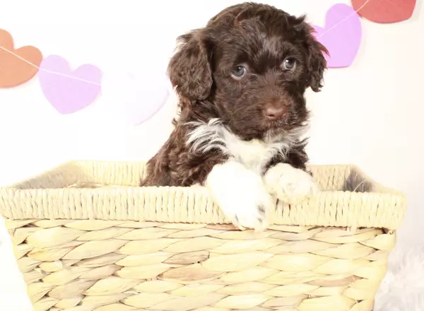 Portuguese Water Dog - Skye