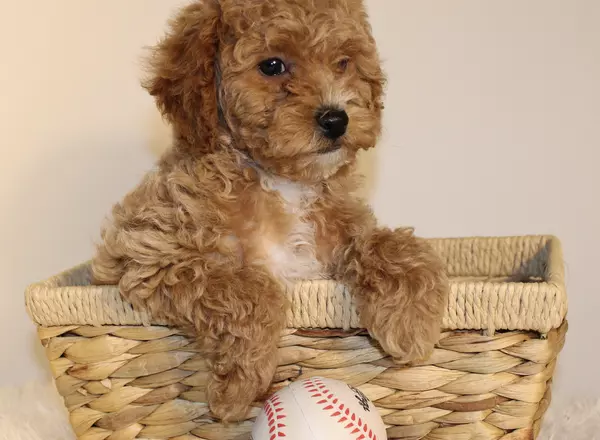 Toy Poodle - Max