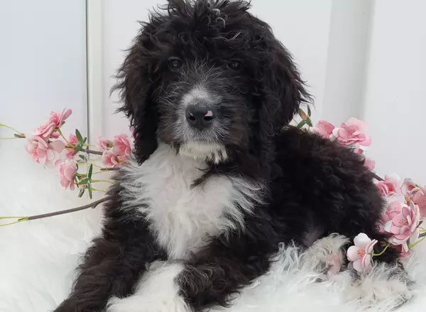 Bernedoodle - Standard - Sarge