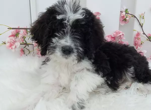 Bernedoodle - Standard - Roscoe