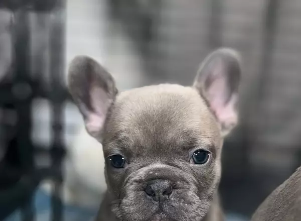 French Bulldog - Gia