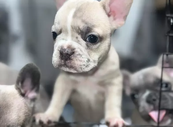 French Bulldog - Lola