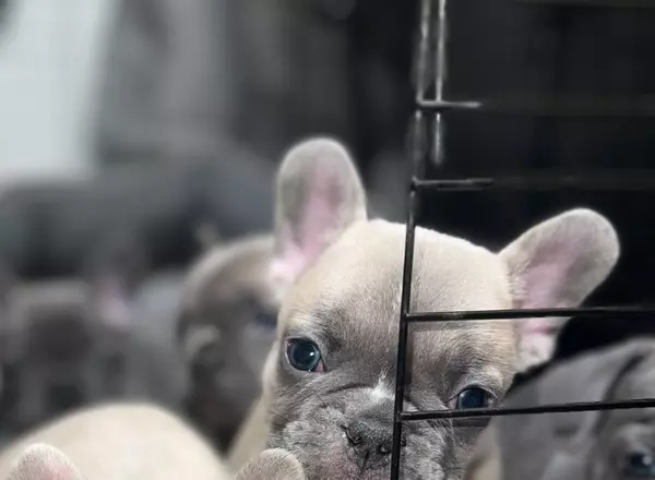 French Bulldog - Murphy