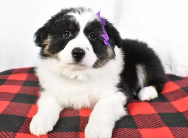 Australian Shepherd - Amber