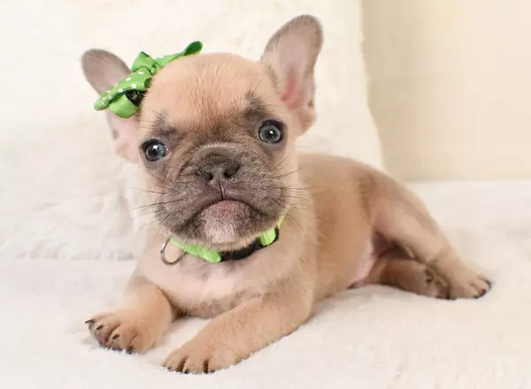 French Bulldog - Landon