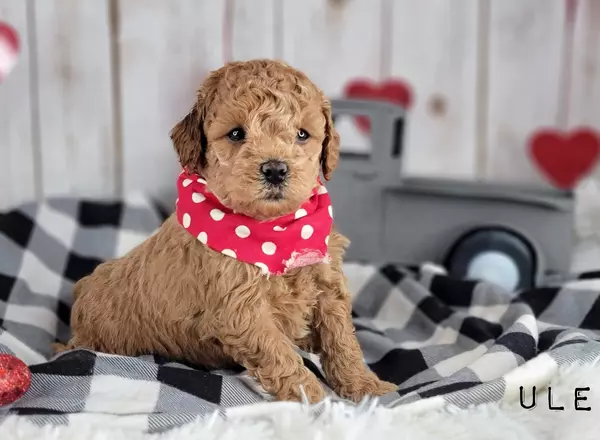 Mini Goldendoodle - ULEXA