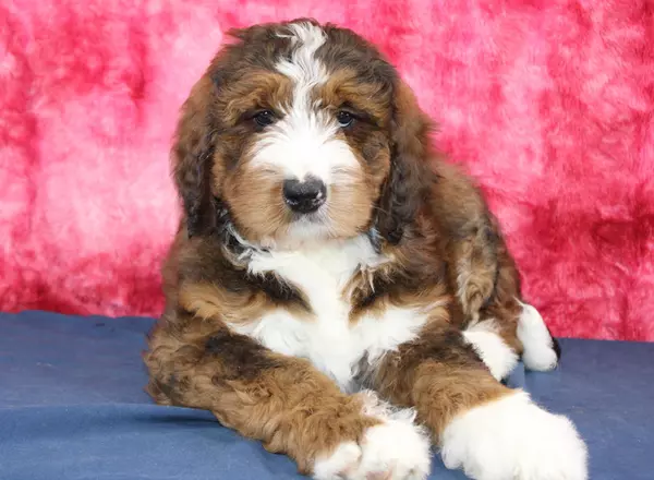 Bernedoodle - Standard - Priscilla