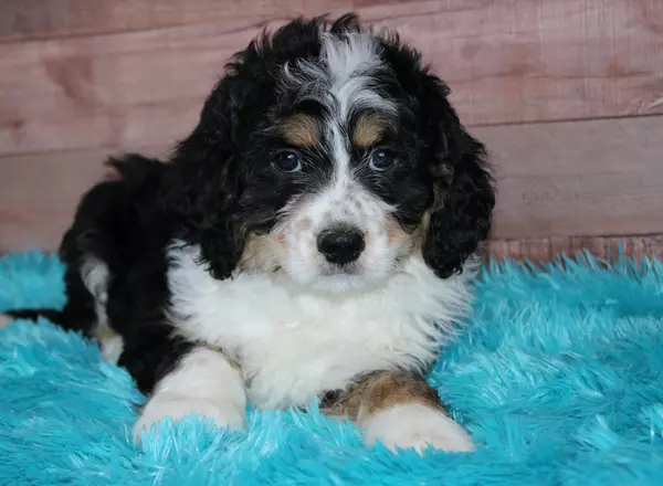 Mini Bernedoodle - Coleman