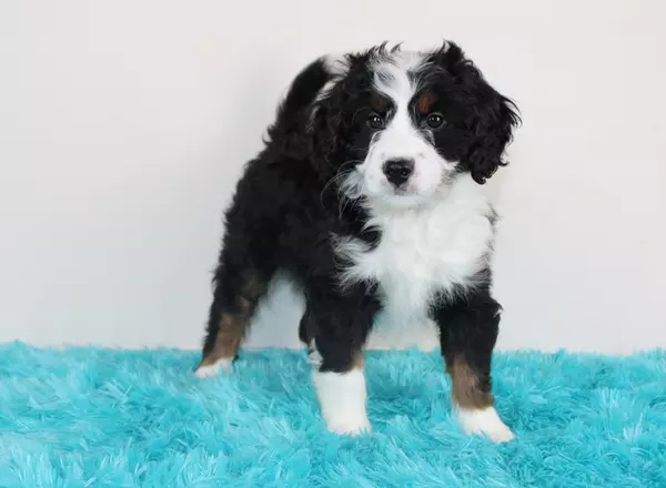 Mini Bernedoodle - Wilson