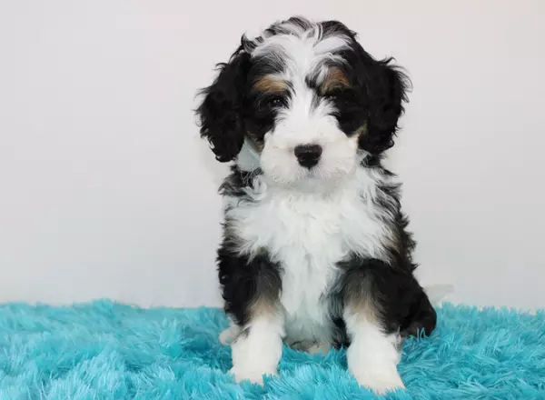 Mini Bernedoodle - Chad