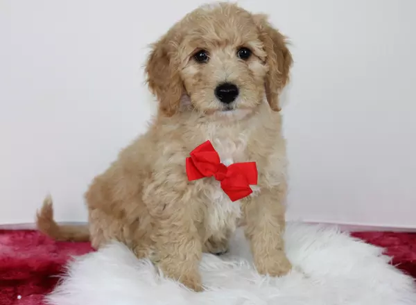 Mini Goldendoodle - Terrence