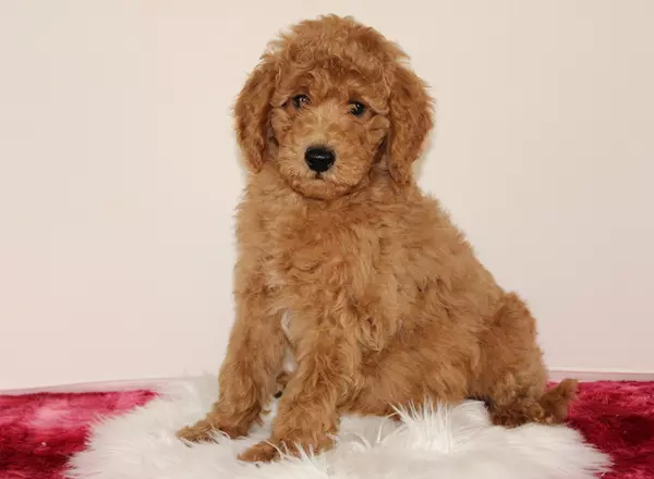 Mini Goldendoodle - Dante