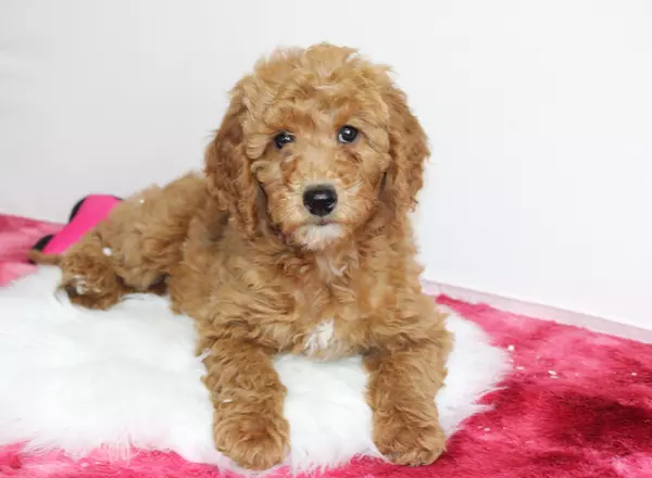 Mini Goldendoodle - Stardust