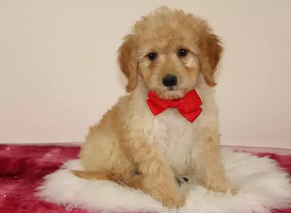 Mini Goldendoodle - Sean