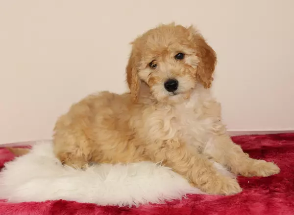 Mini Goldendoodle - Nero