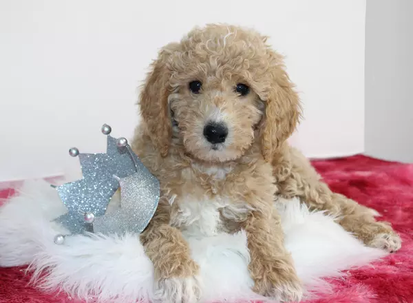 Mini Goldendoodle - Taffi