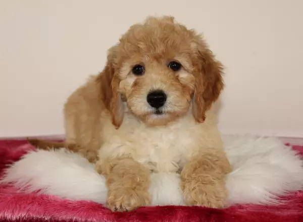 Mini Goldendoodle - Augie