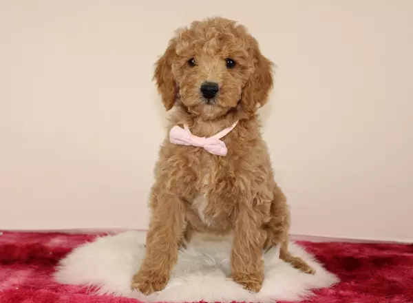 Mini Goldendoodle - Catolina