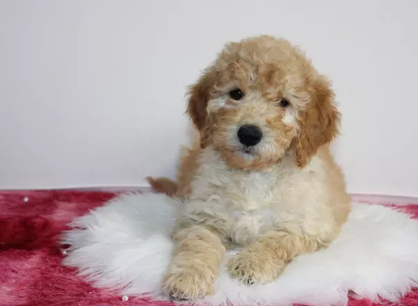 Mini Goldendoodle - Serenity