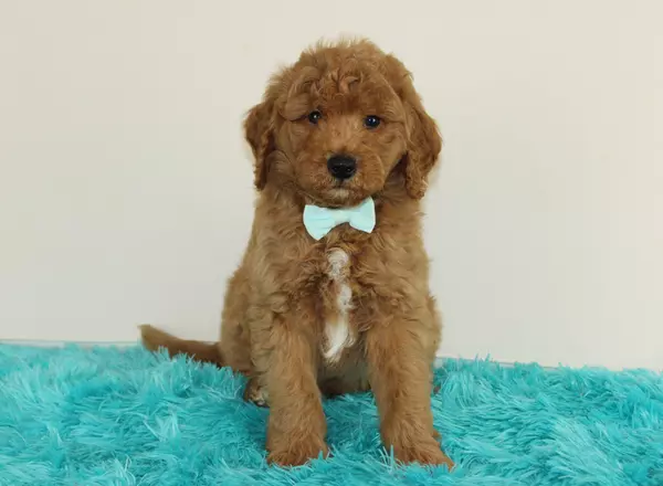 Mini Goldendoodle - Warren