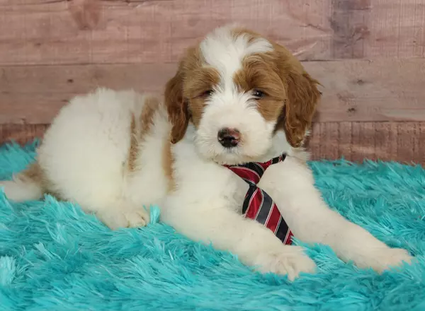 Mini Goldendoodle - Toronto