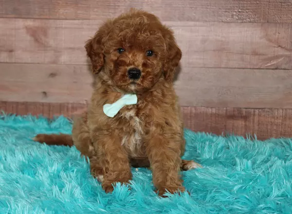 Mini Goldendoodle - Gatlan