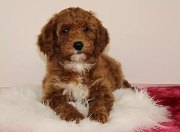 Mini Goldendoodle - Amalie