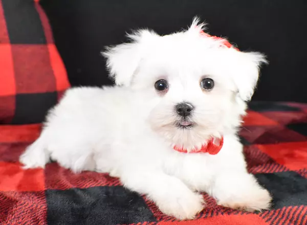 Maltese - Harley